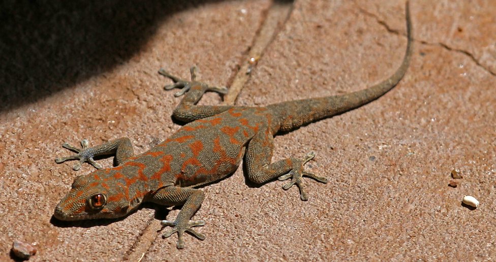 Conformers Metabolism in conformers and regulators Higher Biology