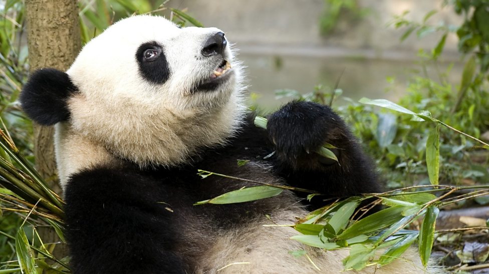 Bear-y good news for the giant panda