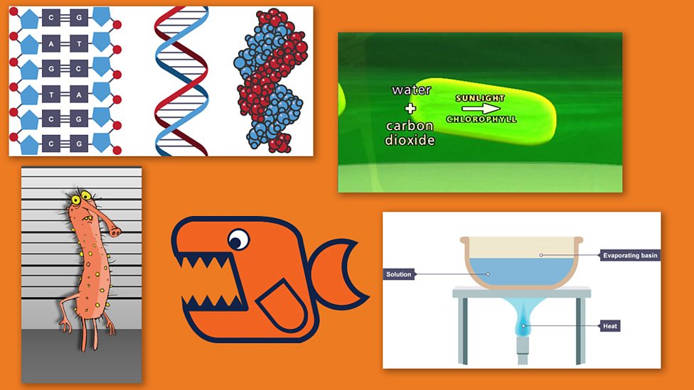 Fabulous scientific facts - as chosen by scientists - BBC Bitesize