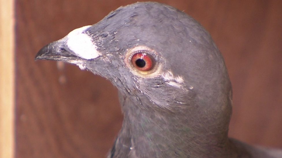 The school teaching lessons in pigeon racing