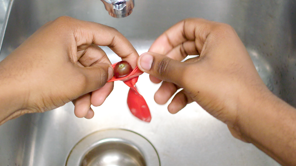 How to make a model animal and plant cell Cells KS3 Biology BBC