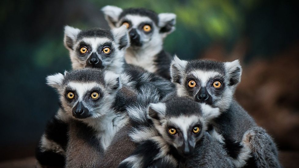 Six animals you didn't know are at risk - BBC Bitesize
