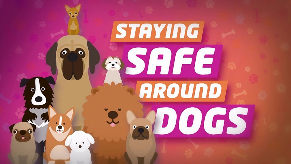 Top tips for staying safe around dogs CBBC Newsround