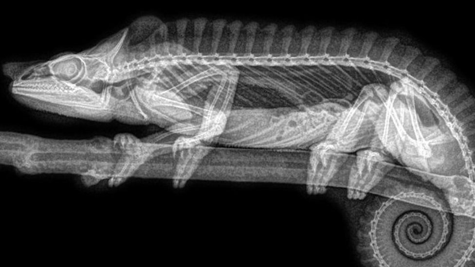 X-rays of animals at a US zoo