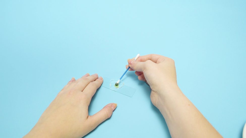 How to observe cells under a microscope Living organisms KS3