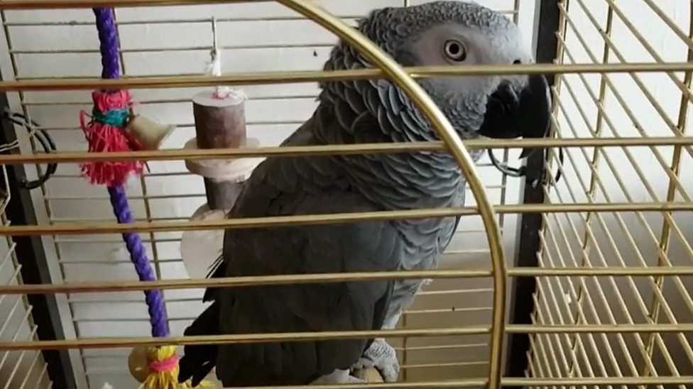 The parrot that bleeps