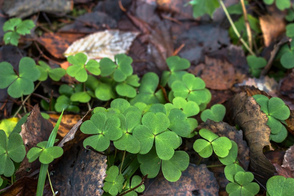 Saint Patrick - Birth of the Christian Church and Christianity in ...