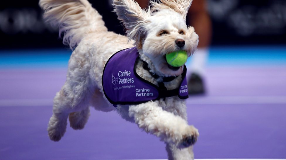 Meet the tennis ball dogs! CBBC Newsround