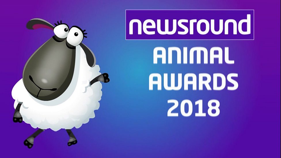 Newsround's animal awards 2018 - CBBC Newsround