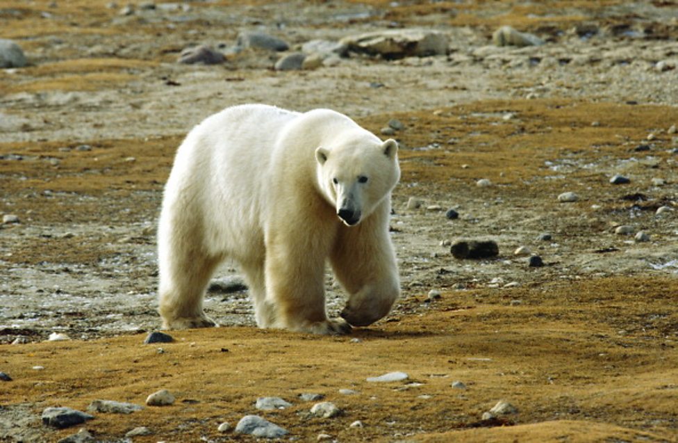 Polar bears invade Russian Island - CBBC Newsround