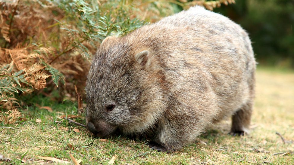 Bbc Two Natural World 2018 2019 Tasmania Weird And Wonderful Tasmania Weird And Wonderful Wombat S World