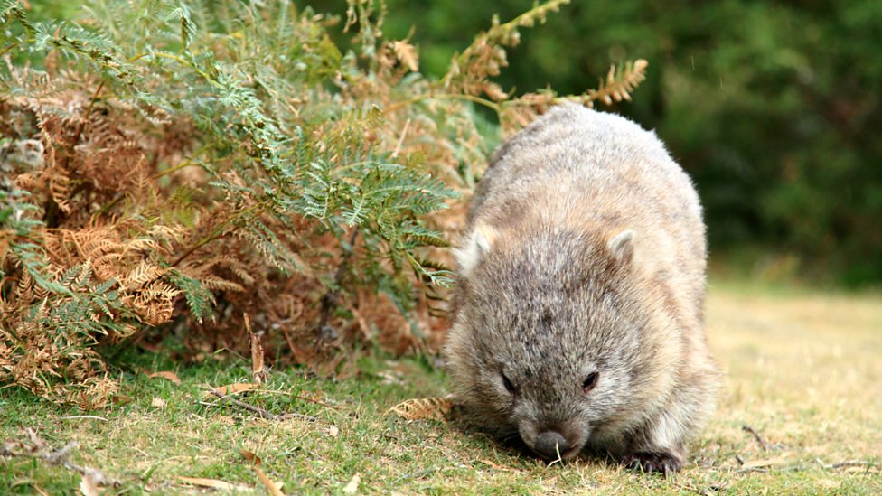 Bbc Two Natural World 2018 2019 Tasmania Weird And Wonderful Tasmania Weird And Wonderful Wombat S World