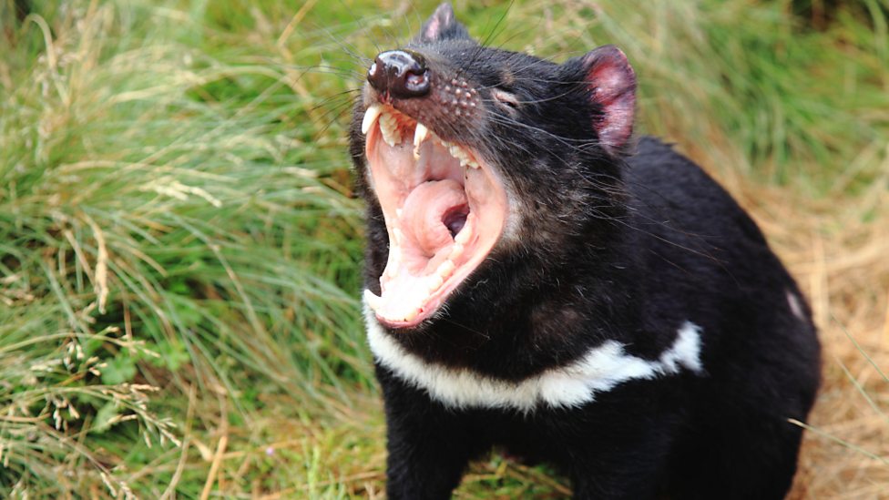 洋書 s of Tasmania Tasmanian Devil Skull - Bone Clones - Osteological Reproductions