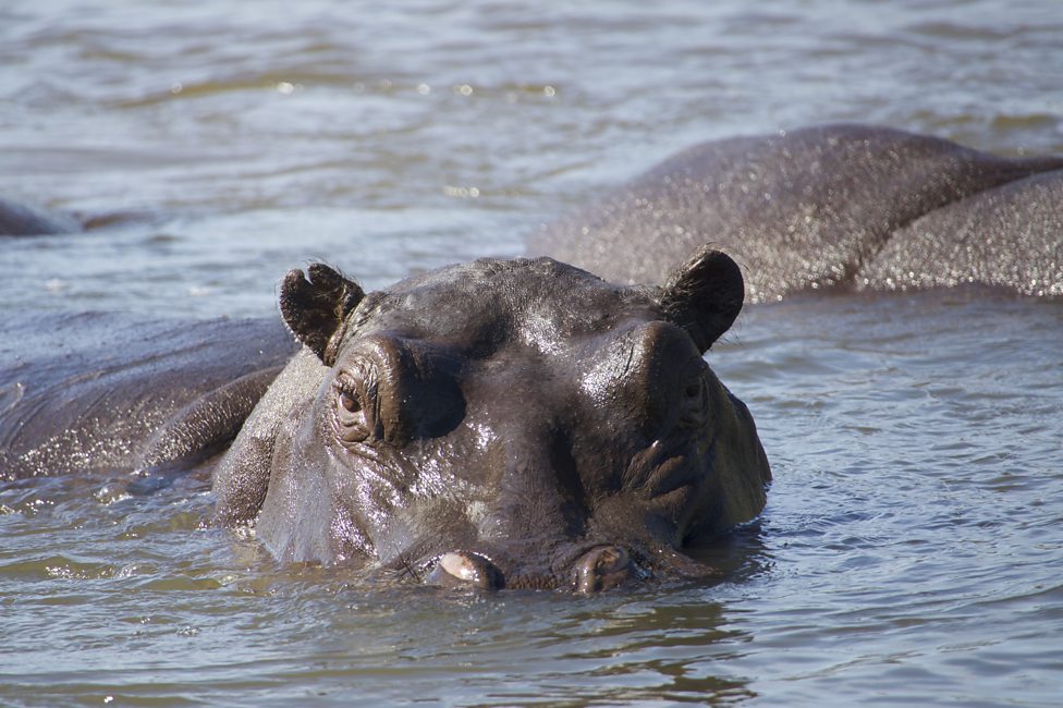Nature - Hippos - Africa's River Giants (2020) DVD PBS NEW