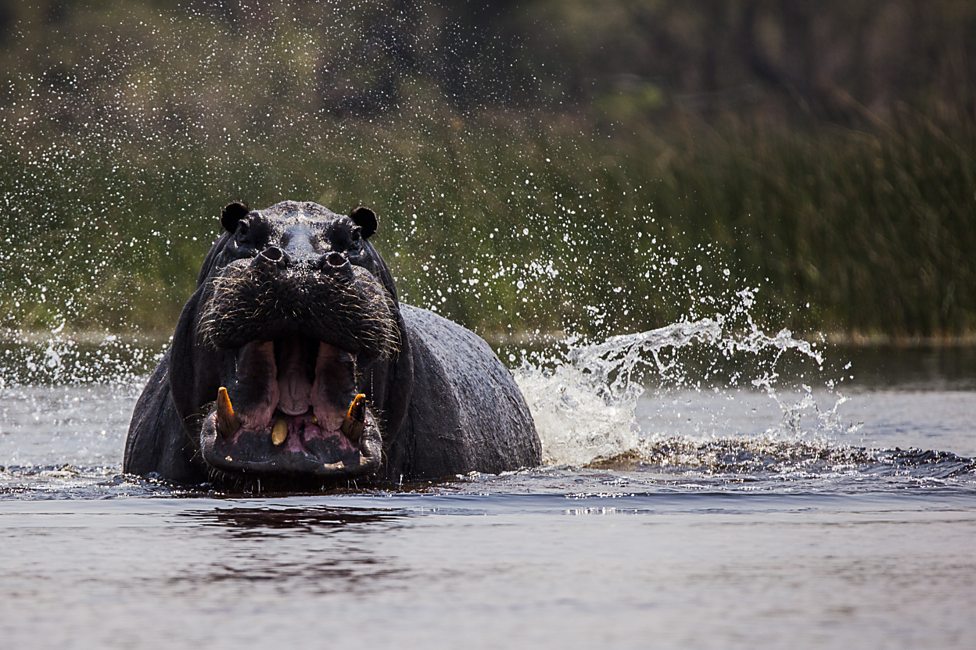 BBC Two - Natural World, 2019-2020, Hippos: Africa's River