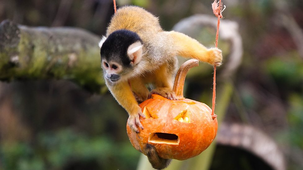 Halloween: Check out these spooky animals - CBBC Newsround