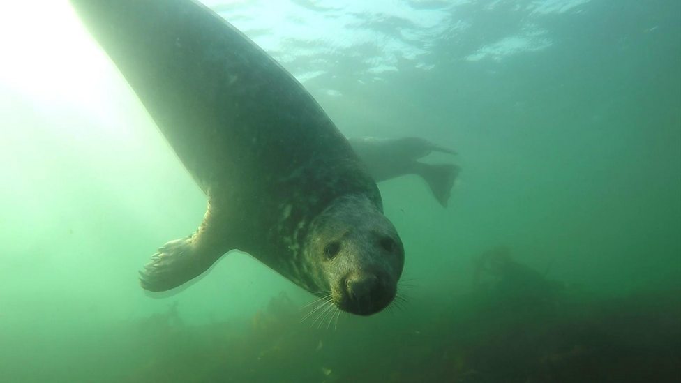 Check out this adorable clapping seal! CBBC Newsround