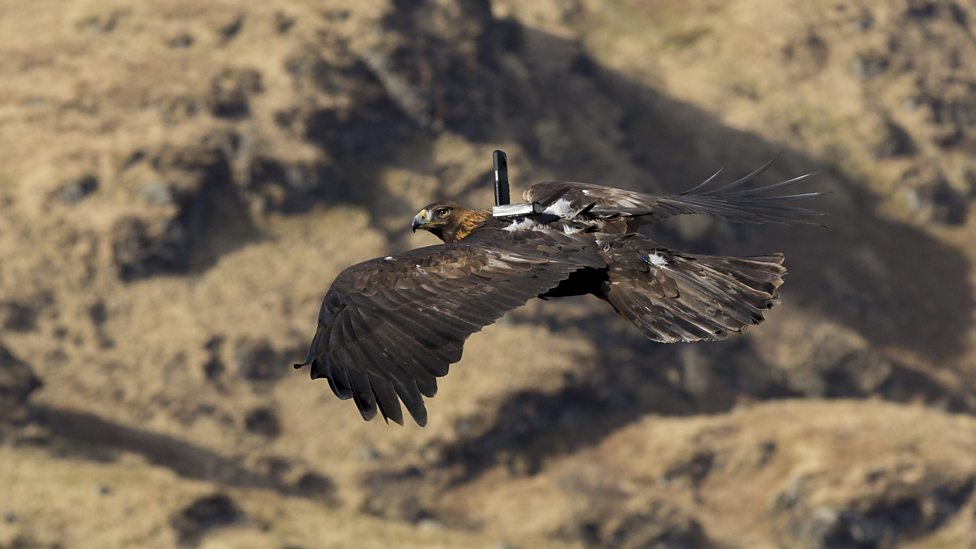 eagle faces starvation in 'last stronghold' - BBC News