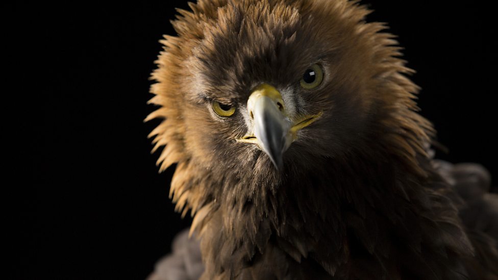 BBC Two - Natural World, 2019-2020, Super Powered Eagles, Super Powered Eagles - Bald eagle BBC Two - Natural World, 2019-2020, Super Powered Eagles, Super Powered Eagles - Bald eagle