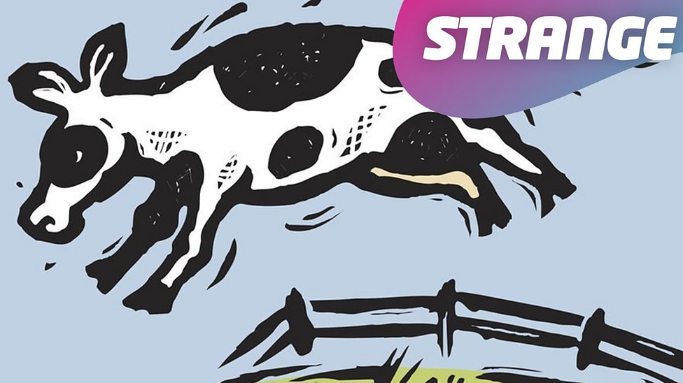 How is a banana a berry but a strawberry isn't? CBBC Newsround