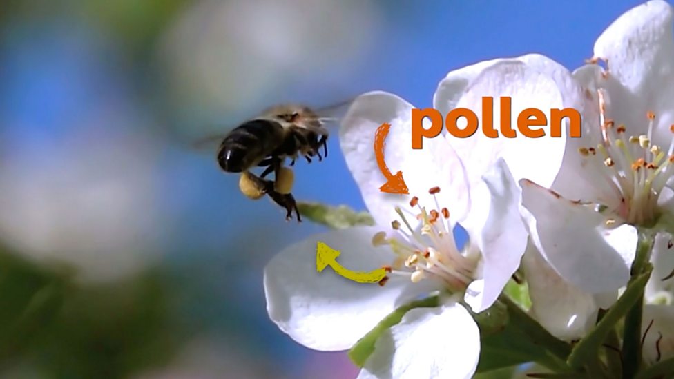 Get planting and explore nature with the BBC BBC Teach