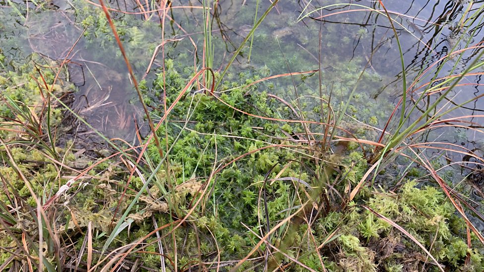 BBC Radio Wales - Country Focus, Saving Welsh Raised Bogs, Cors Caron - Sphagnum  Moss