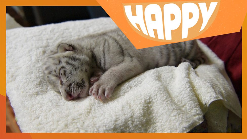 Happy News: Stories to make you smile