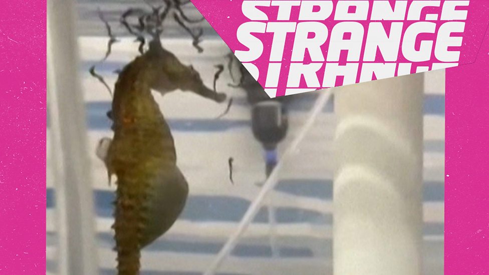 Strange News: Your weekly dose of weird