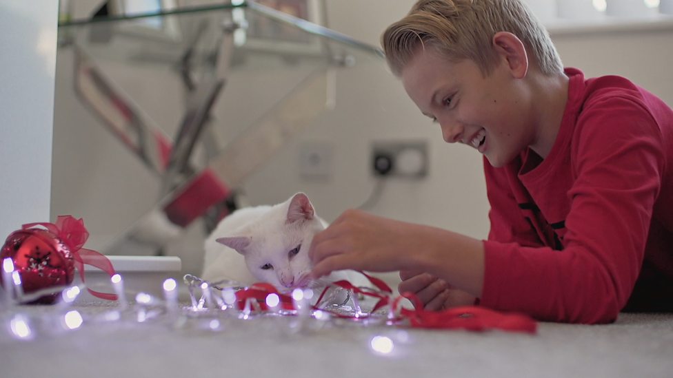 How can microchips help reunite lost cats with their owner? CBBC