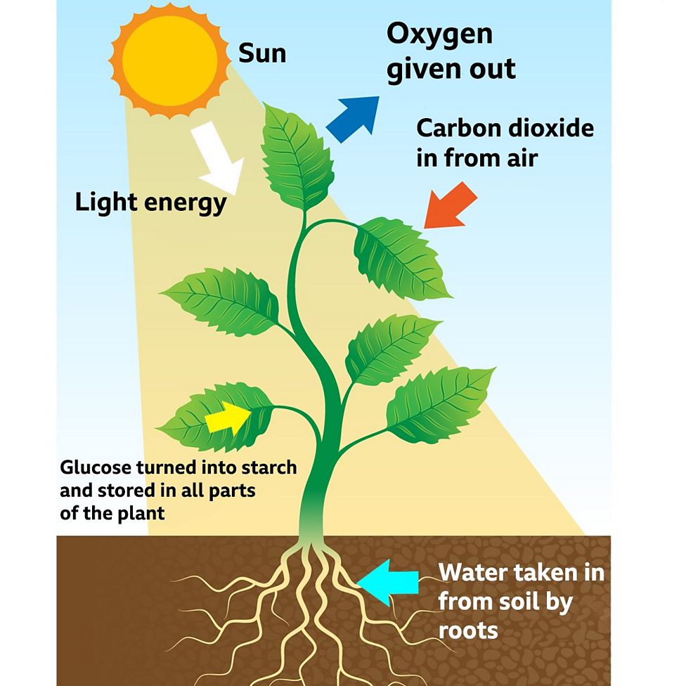 How Does A Plant Use The Glucose Produced By Photosynthesis at Sofia ...