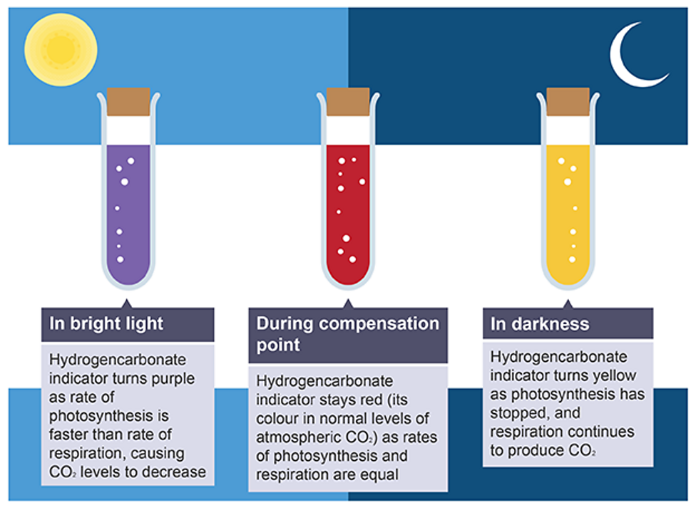 Photosynthesis BBC Bitesize