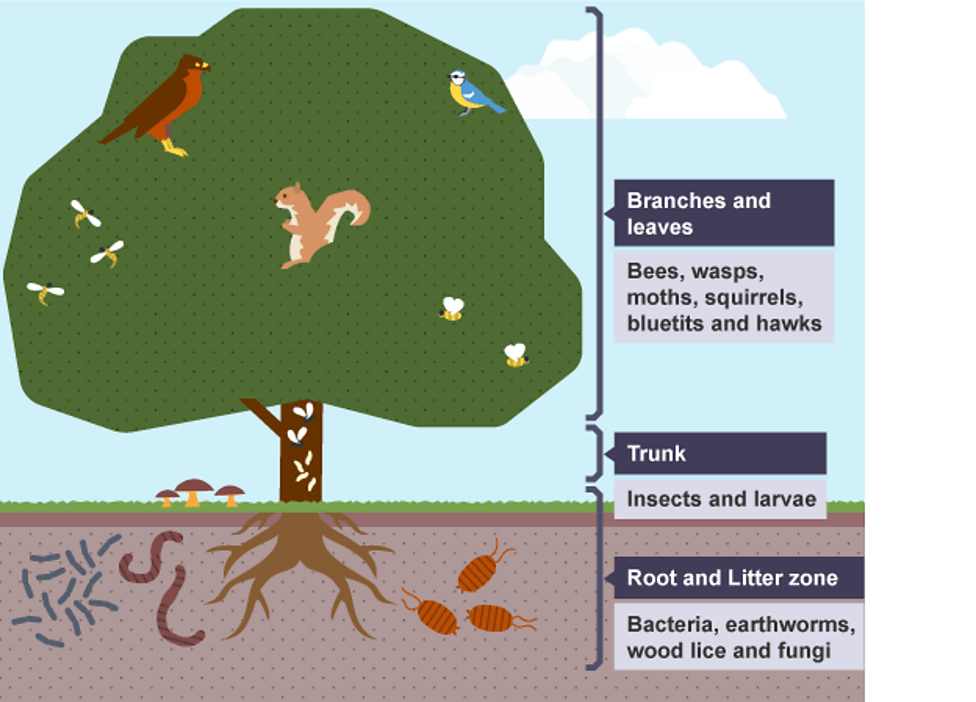 Food Chains - BBC Bitesize