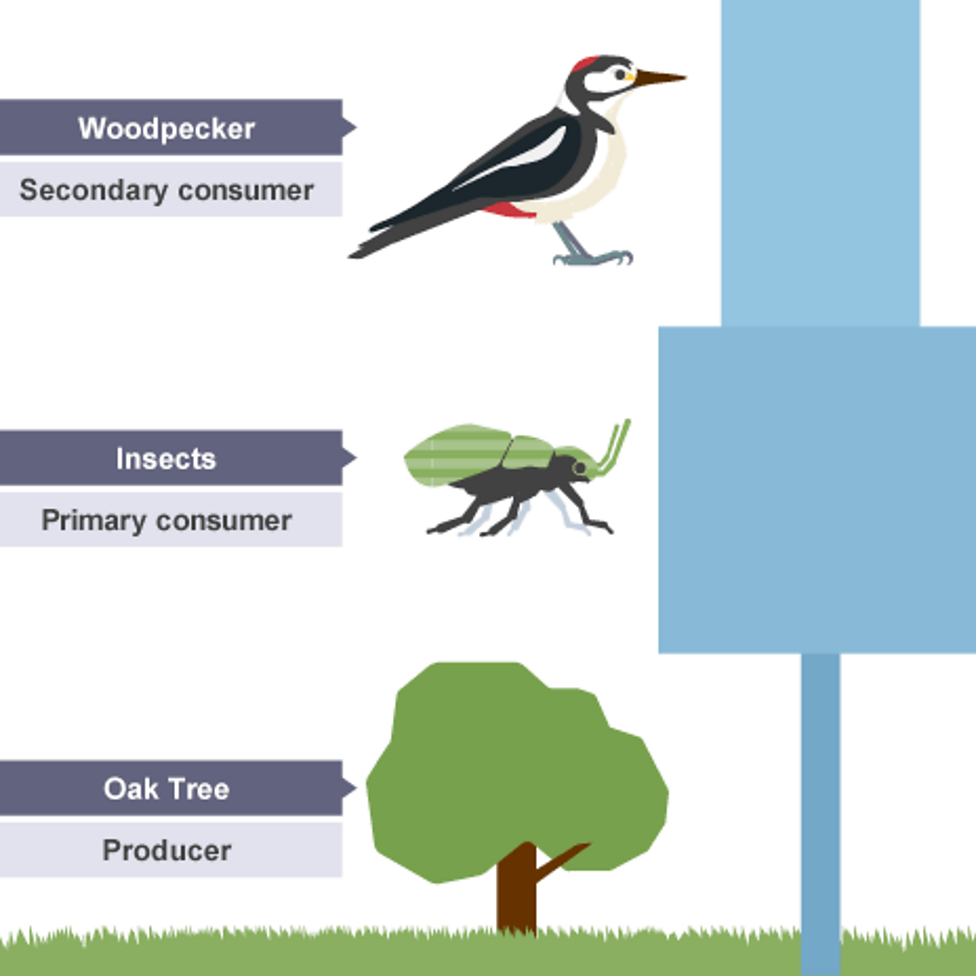 Food Chains - BBC Bitesize