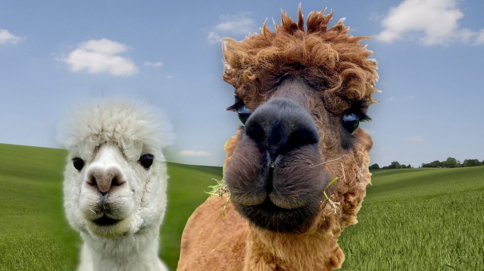 Meet the alpacas helping young people get outdoors!