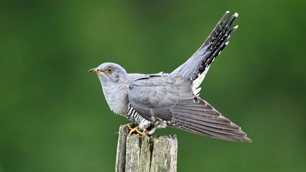 Five rare UK birds to keep a close eye out for this summer - BBC Bitesize