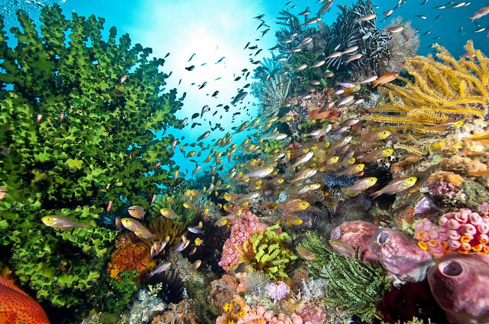 How do you restore the coral reef?