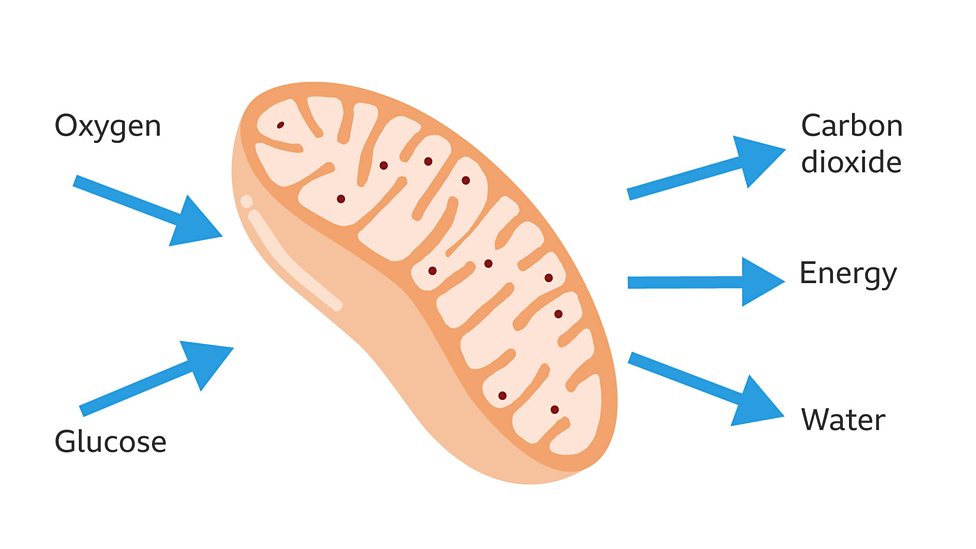 Gas Exchange And Respiration Bbc Bitesize vrogue.co