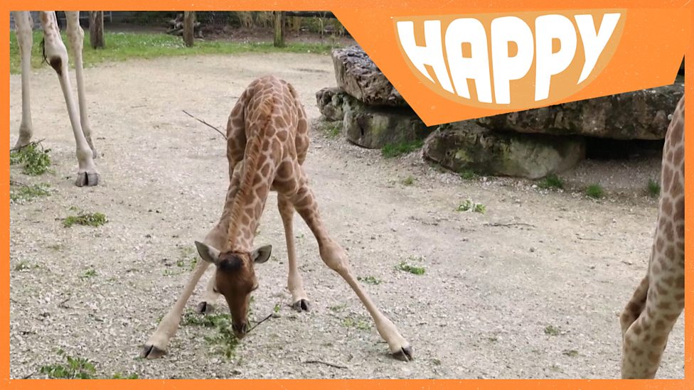 Happy News: Stories to make you smile