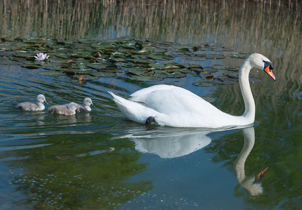 'Unlucky' swan finally becomes a mum