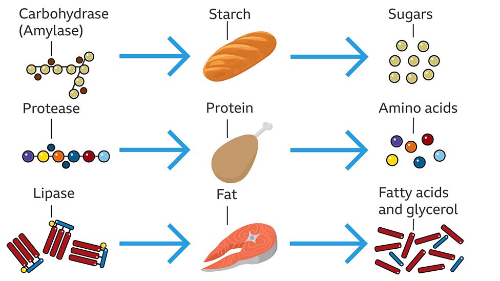 Digestion BBC Bitesize