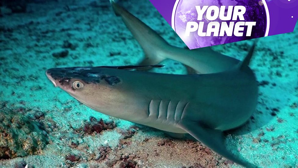 Your Planet: Nature and the environment