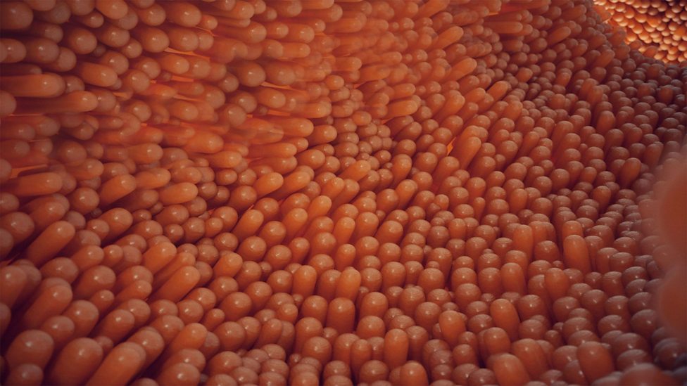 The structure of the digestive system Nutrition, digestion and