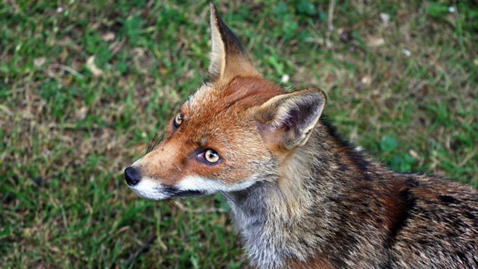 Food chains and webs Ecosystems and habitats KS3 Biology BBC