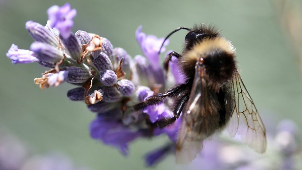 Ecosystems and habitats KS3 Biology BBC Bitesize