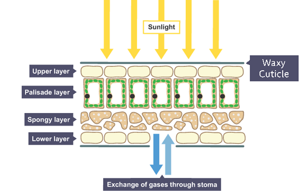 Photosynthesis BBC Bitesize