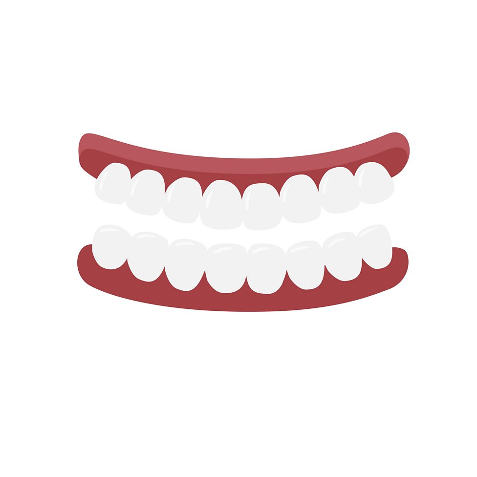 Teeth BBC Bitesize