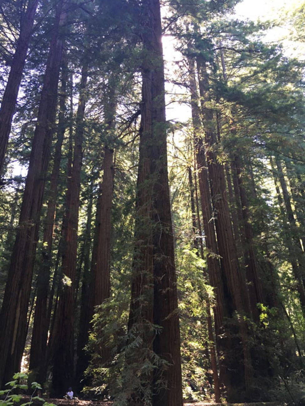 Adaptations of plants Ecosystems and habitats KS3 Biology BBC