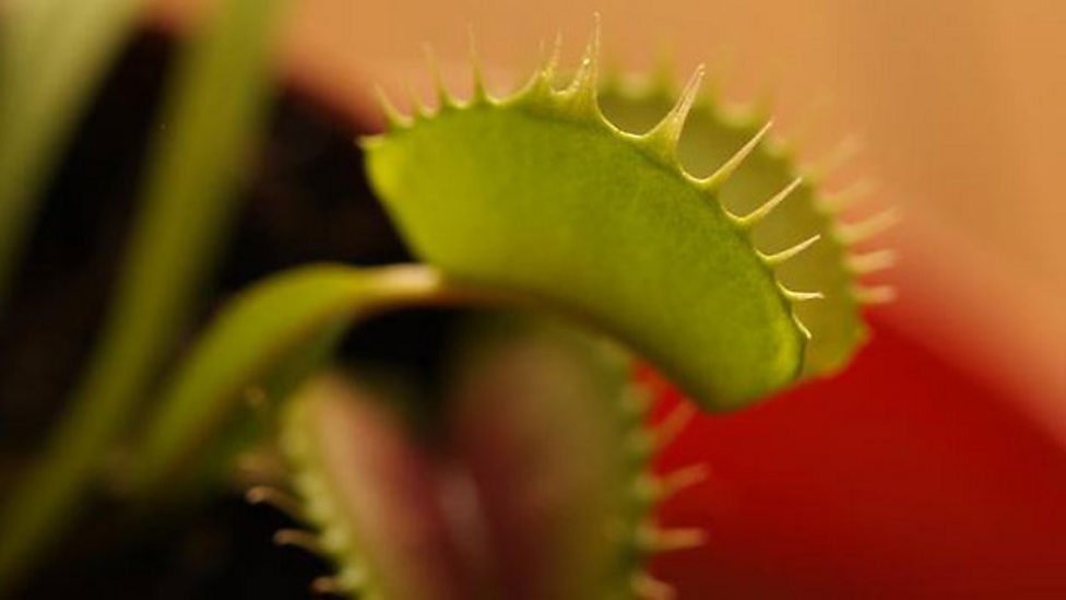 Adaptations of plants Ecosystems and habitats KS3 Biology BBC