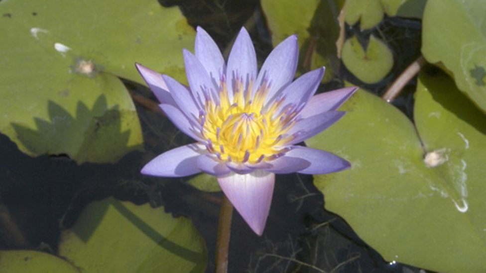 Ecosystems and habitats KS3 Biology BBC Bitesize