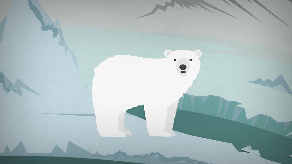What is a polar habitat? BBC Bitesize